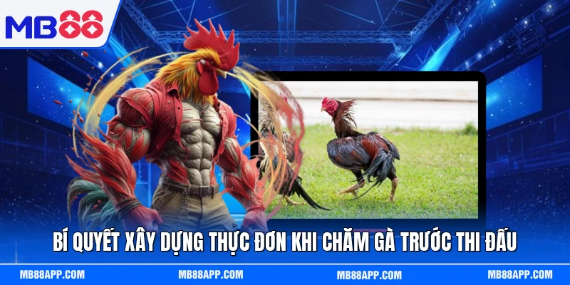 Bí quyết xây dựng thực đơn khi chăm gà trước thi đấu