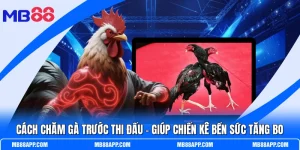 Cách Chăm Gà Trước Thi Đấu