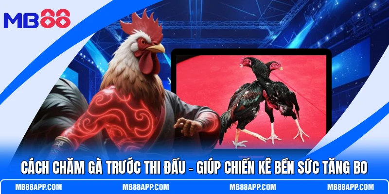 Cách Chăm Gà Trước Thi Đấu