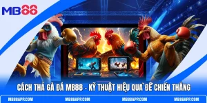 Cách Thả Gà Đá