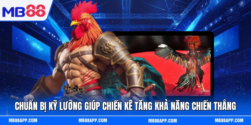 Chuẩn bị kỹ lưỡng giúp chiến kê tăng khả năng chiến thắng