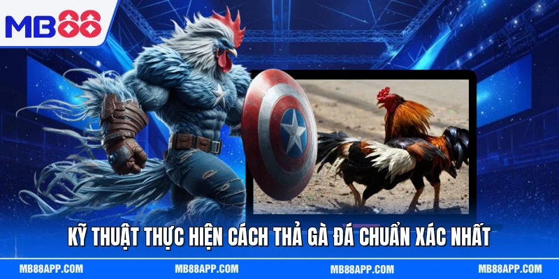 Kỹ thuật thực hiện cách thả gà đá chuẩn xác nhất