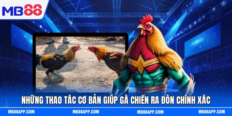 Những thao tác cơ bản giúp gà chiến ra đòn chính xác