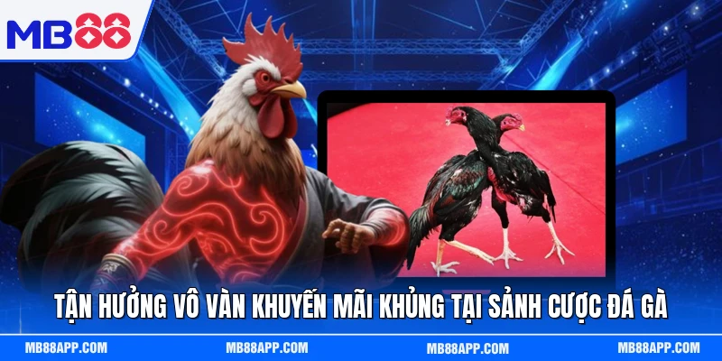 Tận hưởng vô vàn khuyến mãi khủng tại sảnh cược đá gà